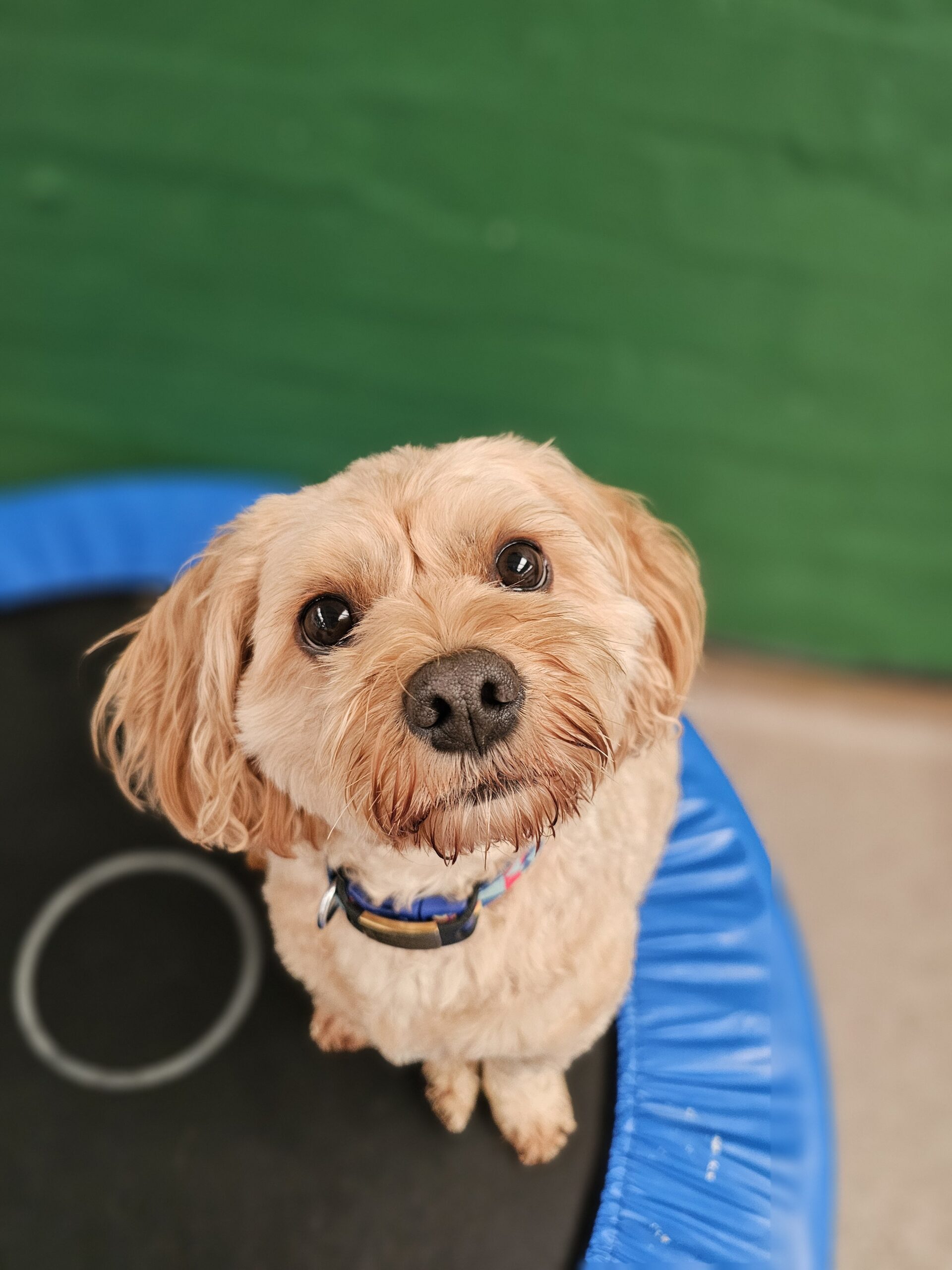 top-dog-doggy-photo-8