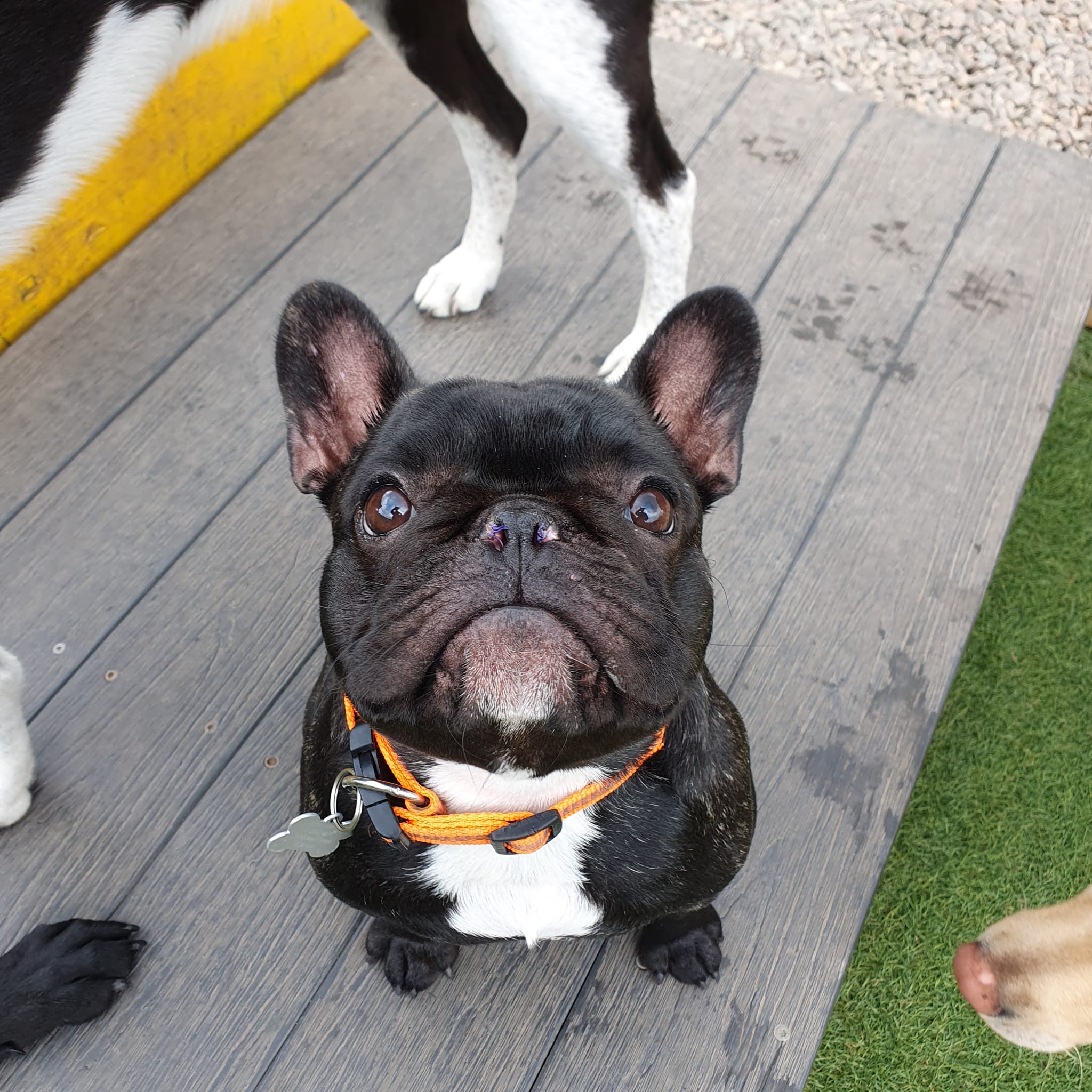 top-dog-doggy-photo-9